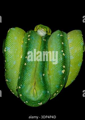 Sammlung giftiger, nichtgiftiger Schlangen und Constrictors, die in Afrika und Europa in Zoos gefangen wurden. Grüne Baumpython um einen Baumzweig gewickelt. Stockfoto
