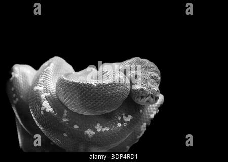 Green Tree Python (Morelia viridis) ähnelt der Smaragdgrünen Boa, hat aber einen abgerundeten Kopf. In einem Zweig aufgerollt. 05/2023 Stockfoto