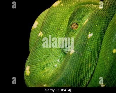 Green Tree Python (Morelia viridis) ähnelt der Smaragdgrünen Boa, hat aber einen abgerundeten Kopf. In einem Zweig aufgerollt. 05/2023 Stockfoto