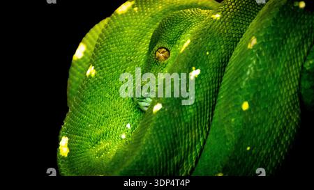 Green Tree Python (Morelia viridis) ähnelt der Smaragdgrünen Boa, hat aber einen abgerundeten Kopf. In einem Zweig aufgerollt. 05/2023 Stockfoto