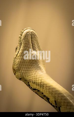Dschungelteppich Python (Morelia spilota cheynei) ungewöhnlich von unten fotografiert, um die Scutes und das Kinn zu zeigen. 05/2023 Stockfoto