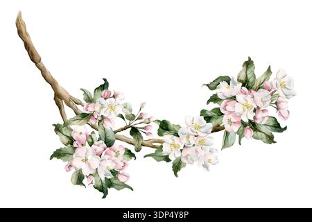 Apfelblütenzweig, Frühlingsblumenknospen. Cherry Sakura Blooming Aquarell Hand gezeichnete florale Illustration isoliert auf weißem Hintergrund Osterdesign Stockfoto