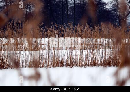 Verschneite Winterlandschaft mit trockenem Schilf Stockfoto