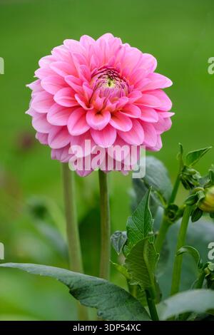 Dahlia Pink Runner, dekorative Dahlien, rosa große runde Blume Stockfoto