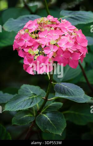 Hortensie macrophylla Westfalen, Hortensia-artige Blütenköpfe tiefviolett-violett oder purpurrot, bodenabhängig Stockfoto