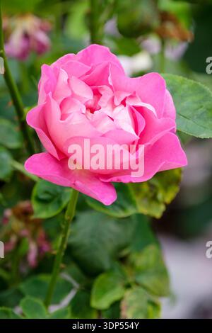 Rosa Wild Edric, rosa Aushedge, Strauchrose, satte rosa Halbblüten Stockfoto