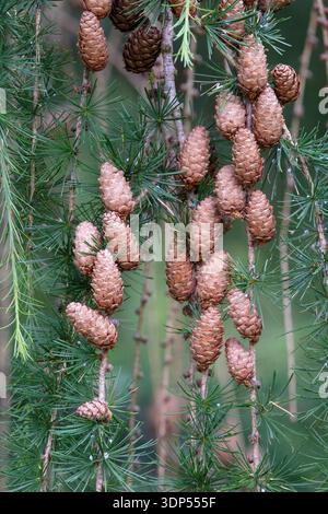 Larix decidua, Europäische Lärche, Laubnadelbäume, braun, weibliche Kegel im Frühsommer Stockfoto