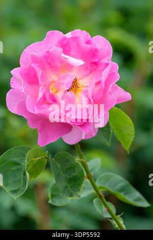 Rosa Wild Edric, rosa Aushedge, Strauchrose, satte rosa Halbblüten Stockfoto