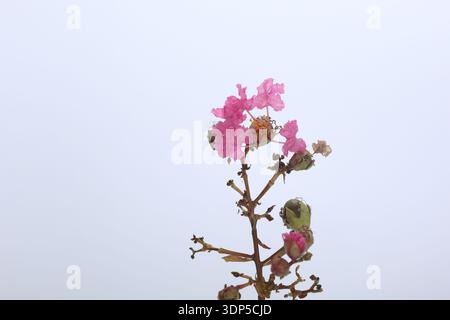 Kreuzblume (Lagerstroemia indica) isoliert auf Stockfoto