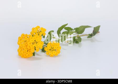 Lantana (Strauchverbene oder Lantanas) Blüten isoliert auf weißem Hintergrund Stockfoto