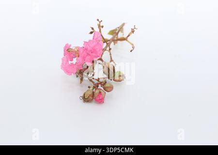 Kreuzblume (Lagerstroemia indica) isoliert auf Stockfoto