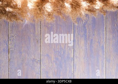 Blauer Hintergrund aus Holz mit vertikalen Dielen und getrocknetem Pampasgras auf der Oberseite. Die Farbe ist abgenutzt und zeigt darunter natürliches Holz Stockfoto