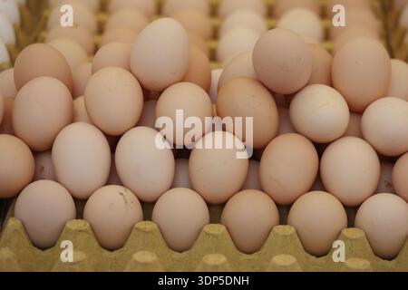 Braune Eier im Karton zum Verkauf Stockfoto