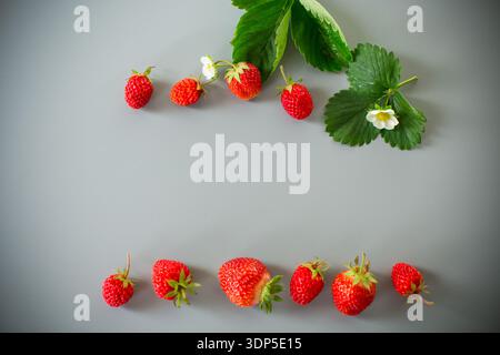 Reife rote Erdbeeren auf grauem Hintergrund. Stockfoto