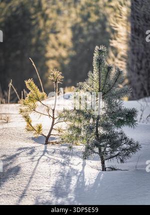 Junge Kiefern, die in einem frostigen Winter im Schnee wachsen Stockfoto