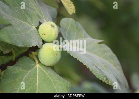 Reifung von Feigenfrüchten auf dem Baum Stockfoto