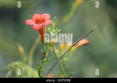Blumen von chinesischen Trompetenblüten (Campsis grandiflora) Stockfoto