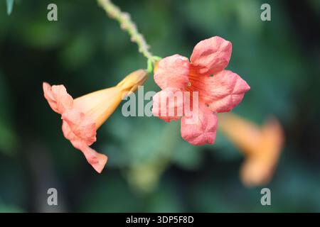 Blumen von chinesischen Trompetenblüten (Campsis grandiflora) Stockfoto
