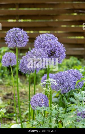 Violettes Allium Giganteum oder Riesenzwiebel oder Zierzwiebeln in Blüte Stockfoto