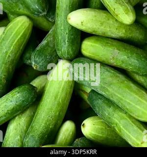 Frische grüne Gurken zusammen gestapelt, Nahaufnahme von Bio-Gemüse, natürliche Textur, gesunde Lebensmittel Hintergrund, Markt-Produkte Display. Stockfoto