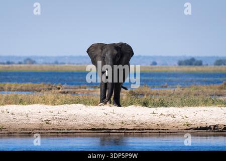 Afrikanischer Elefant (Loxodonta africana) männlicher Elefant mit nassem Körper, der in die Kamera blickt. Chobe Nationalpark, Botswana, Afrika Stockfoto