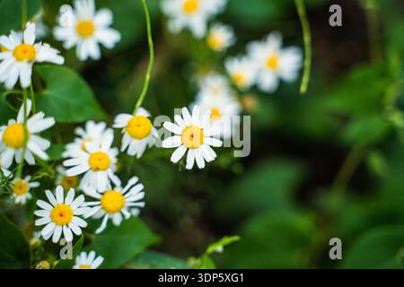 Chamomiles blühen auf grüner Wiese und schaffen eine fröhliche florale Kulisse Stockfoto