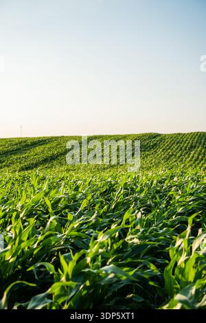 Grüne Maispflanzen füllen ein riesiges Ackerfeld unter einem klaren blauen Himmel Stockfoto