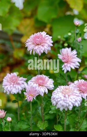 Vertikale Nahaufnahme zarter rosa Chrysanthemen-Blüten, die in einem Garten blühen. Elegante mehrschichtige Blütenblätter stehen vor einem verschwommenen grünen und goldenen Au Stockfoto