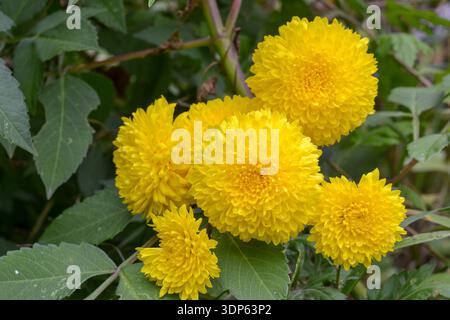Nahaufnahme von leuchtenden gelben Chrysanthemen-Blüten, die in einem Garten blühen. Die runden, pomponförmigen Blüten heben sich von üppig grünen Blättern ab und schaffen so ein Stockfoto