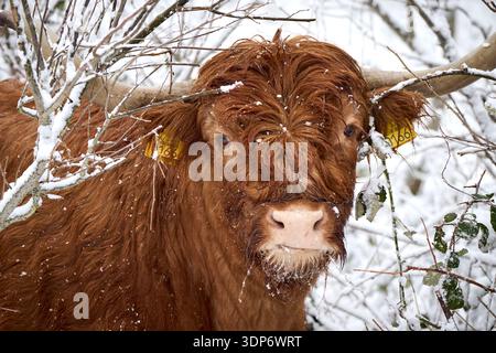 Highlander blickt in die Kamera, während sie an einem verschneiten Wintertag Äste in den Dünen isst. Stockfoto