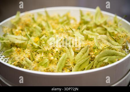 Gelbe Lindenblüten mit grünen Blättern, verteilt auf einem weißen Trockenblech in der Nähe. Stockfoto