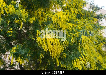 Mimosa-Baum mit gelben Blüten. Nahaufnahme eines blühenden Mimosabaums Stockfoto