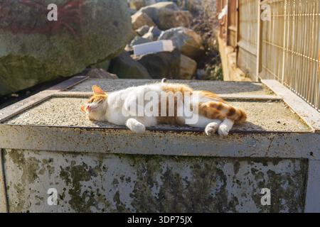 ginger streunende Katze sonnt sich draußen in der Sonne Stockfoto