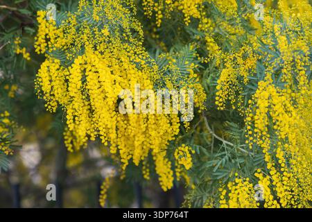 Nahaufnahme von Mimosa-gelben Blüten in voller Blüte Stockfoto