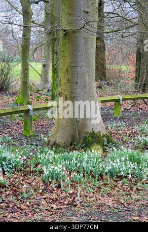 Blühende Schneeglöckchen am Fuß eines Baumes Stockfoto
