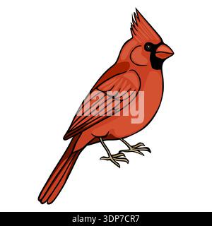 Rote Kardinalvogel-Illustration, isoliert auf weißem Hintergrund, Vektor Stock Vektor