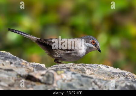 Sardinische Grasblume (Curruca melanocephala / Sylvia melanocephala), Weibchen auf Felsen im Frühjahr, Spanien Stockfoto