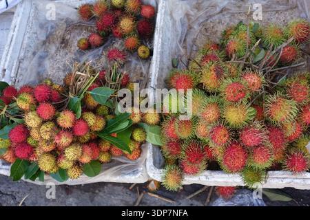 Rambutan (Nephelium lappaceum) gilt als Superfood Stockfoto