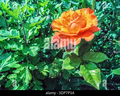Wunderschöne orange und gelbe Rose blüht im üppig grünen Garten. Lebendige zweifarbige Rosenblüte mit mehrschichtigen Blütenblättern, umgeben von frischem Laub Stockfoto