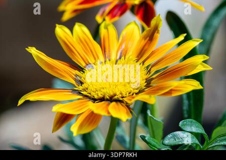 Gazania „Christopher Lloyd“ eine im Sommer jährlich blühende Pflanze mit einer orangegelben Sommerblume, die allgemein als Schatzblume bekannt ist Stockfoto