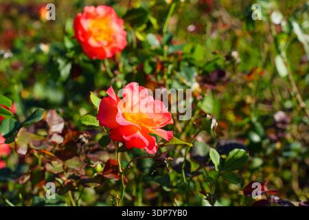 Nahaufnahme einer wunderschönen zweifarbigen Rose, die in leuchtendem Rosa und warmem Gelb schimmert und anmutig in einem sonnendurchfluteten Santa Barbara Garten blüht. Stockfoto