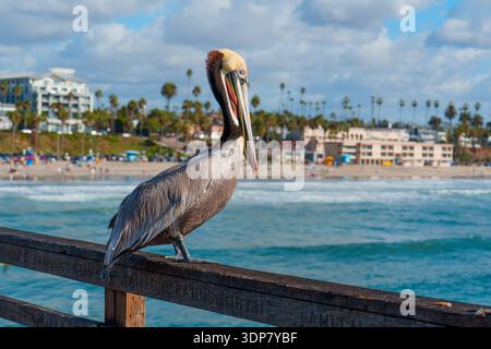 Brauner Pelikan auf dem Holzgeländer am Oceanside Pier in Kalifornien, mit Sandstrand, blauem Meer und Palmen im Hintergrund Stockfoto