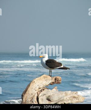Möwe auf einem Baumstamm mit dem Pazifik im Hintergrund, Chile Stockfoto