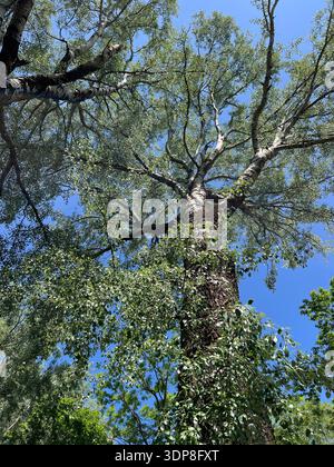 Tiefwinkelansicht eines hohen, grauen Pappelbaums (Populus canescens), fotografiert im Nationalpark Kurische Nehrung in der Nähe von Preila, Litauen. Der starke ris-Stamm Stockfoto
