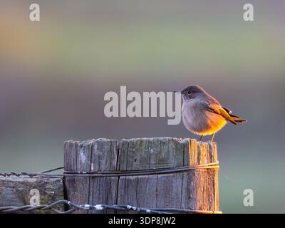 Ein überwinterender gemeinsamer Rotschwarz, Phoenicurus phoenicurus, der auf einem Pfosten sitzt. Stockfoto