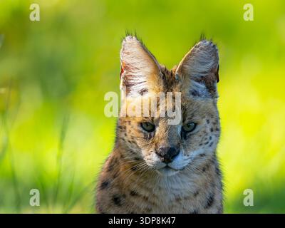 Eine Nahaufnahme des Kopfes eines Servals, Leptailurus Serval. Stockfoto