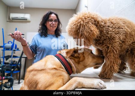 Frau, die mit zwei Hunden steht und sich in einem Tierpflegesalon schnüffelt Stockfoto