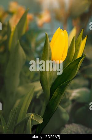 Eine leuchtend gelbe Tulpe, die aus grünem Laub auftaucht, symbolisiert die Ankunft des Frühlings und des Erwachens der Natur Stockfoto