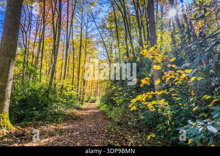 Ein Pfad durch einen Wald mit Bäumen in Herbstfarben. Die Sonne scheint durch die Bäume und schafft eine warme und einladende Atmosphäre Stockfoto