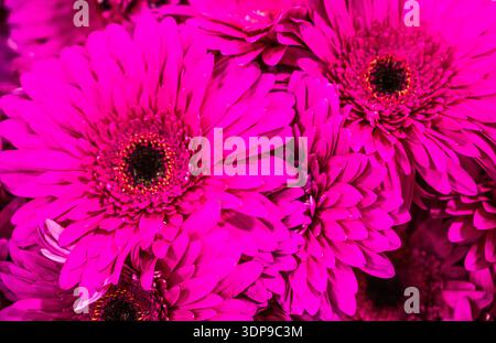 Rosafarbene Blumen mit dunklem Zentrum. Die Blumen sind in einem Haufen und sehr hübsch Stockfoto